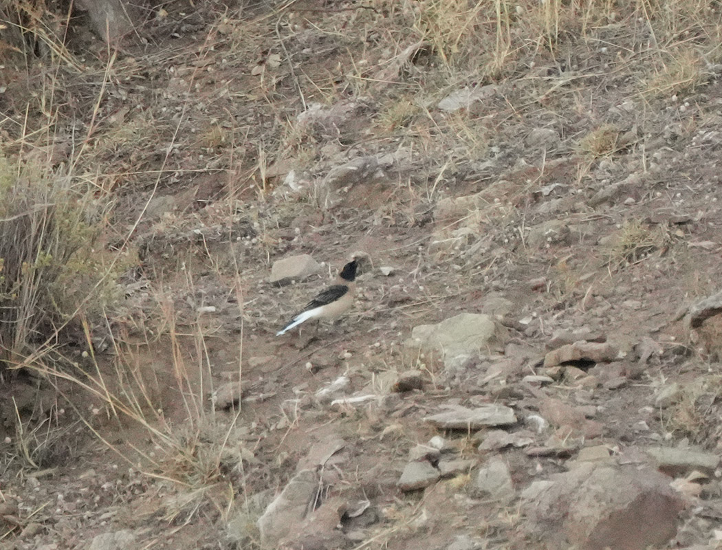 Black-eared Wheatear