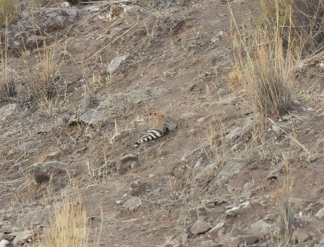 Common Hoopoe