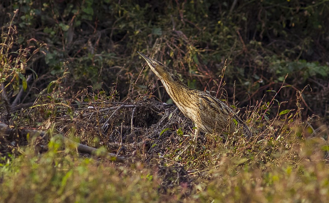 Eurasian Bittern