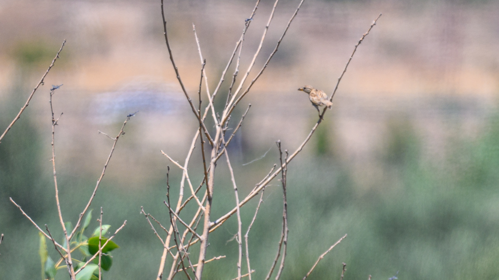 Spanish Sparrow