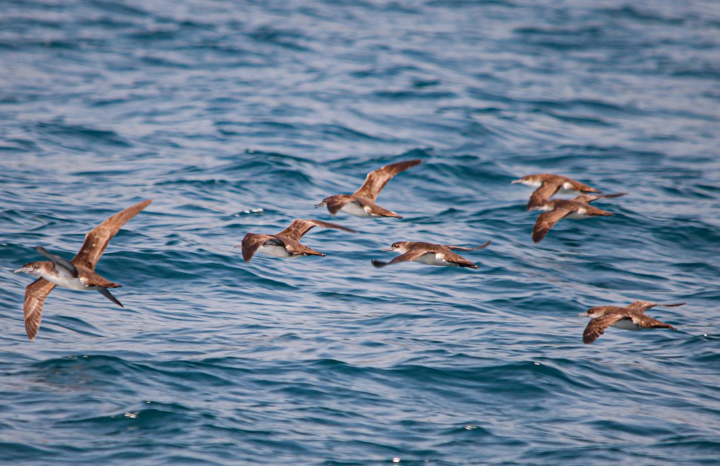 Yelkouan Shearwater