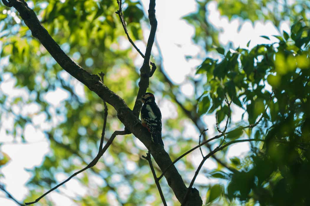 Great Spotted Woodpecker