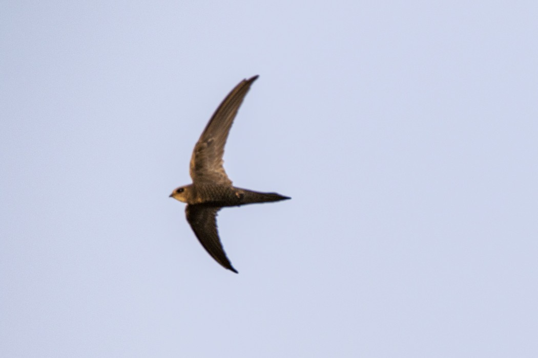 Pallid Swift