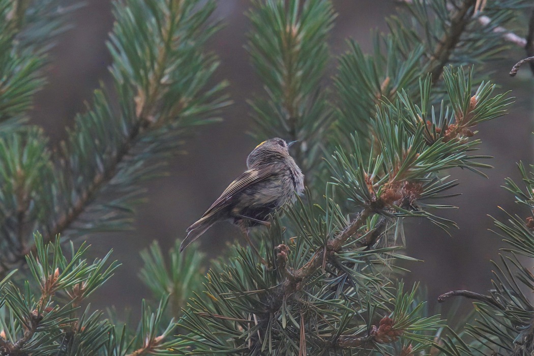 Goldcrest