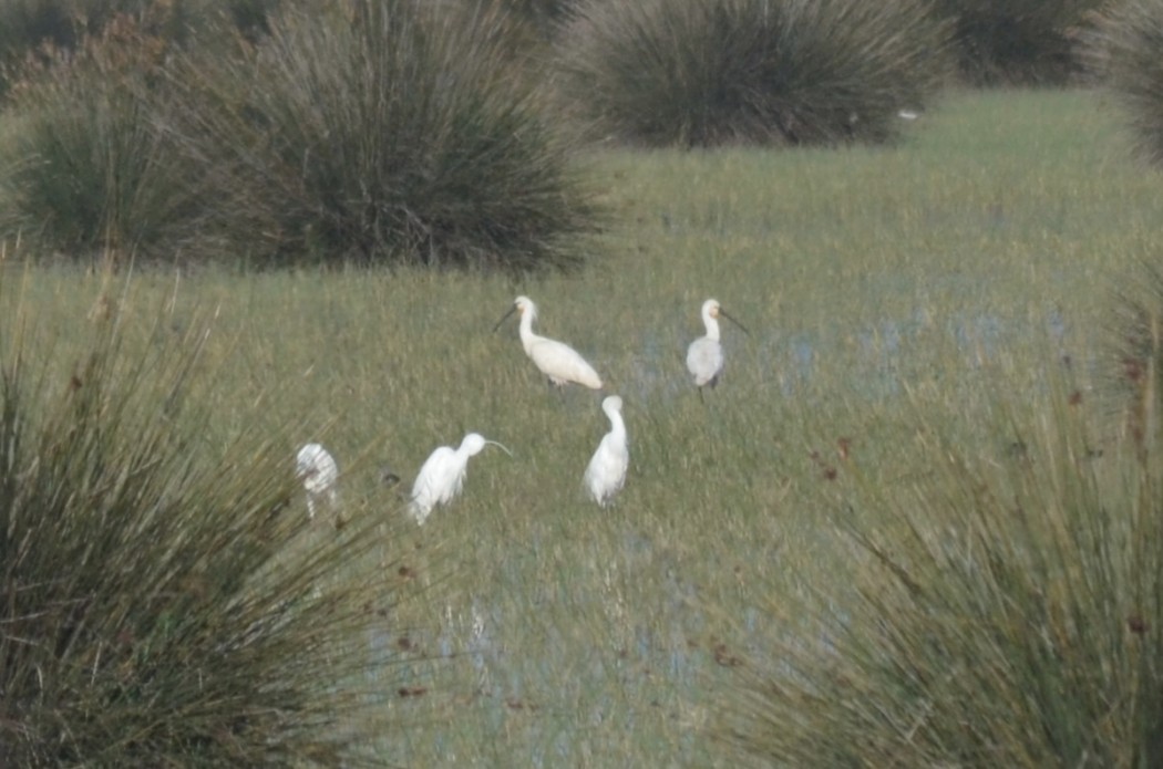 Eurasian Spoonbill