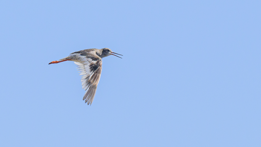 Common Redshank