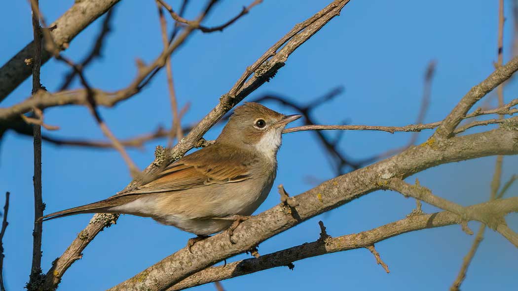 Common Whitethroat