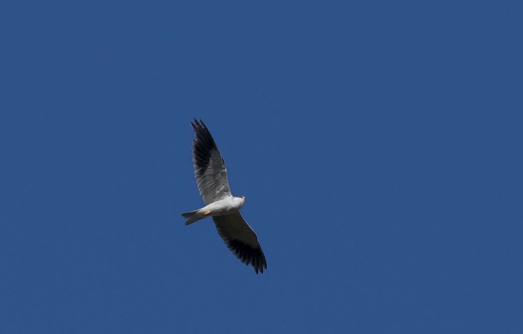 Black-winged Kite