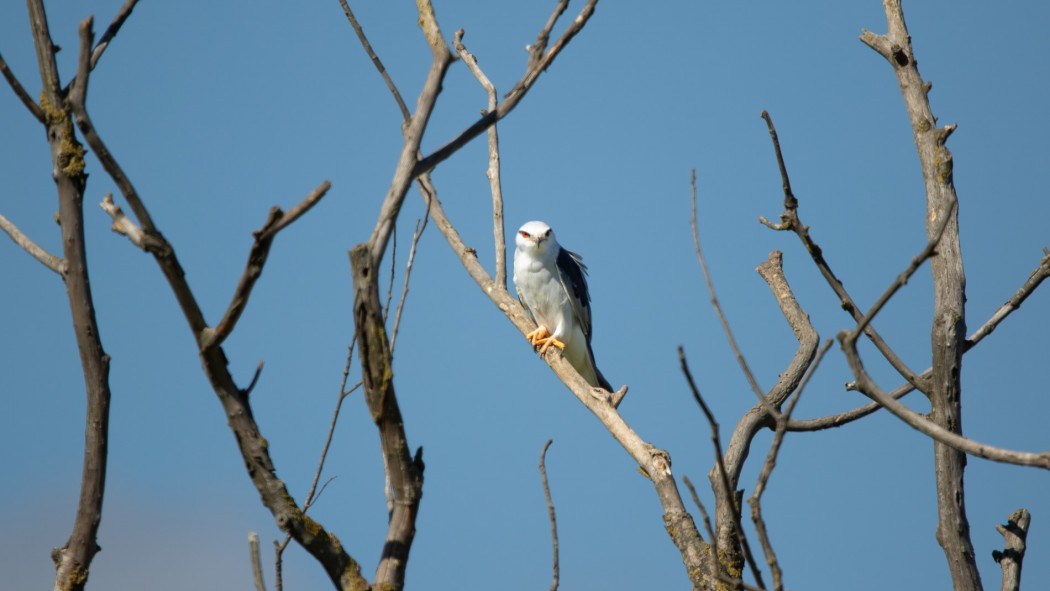 Black-winged Kite