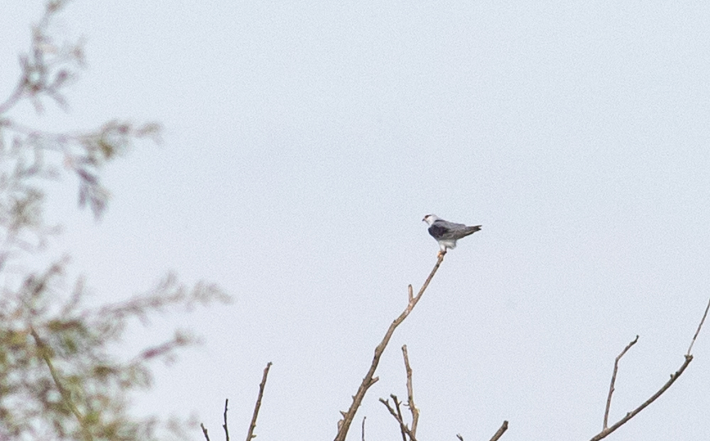 Black-winged Kite