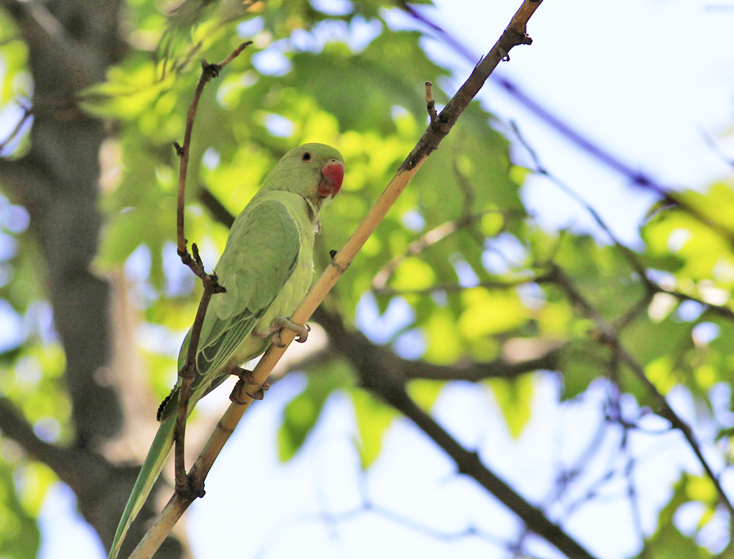 Rose-ringed Parakeet