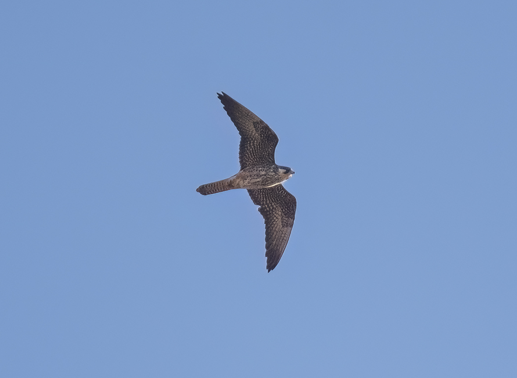 Eleonora`s Falcon
