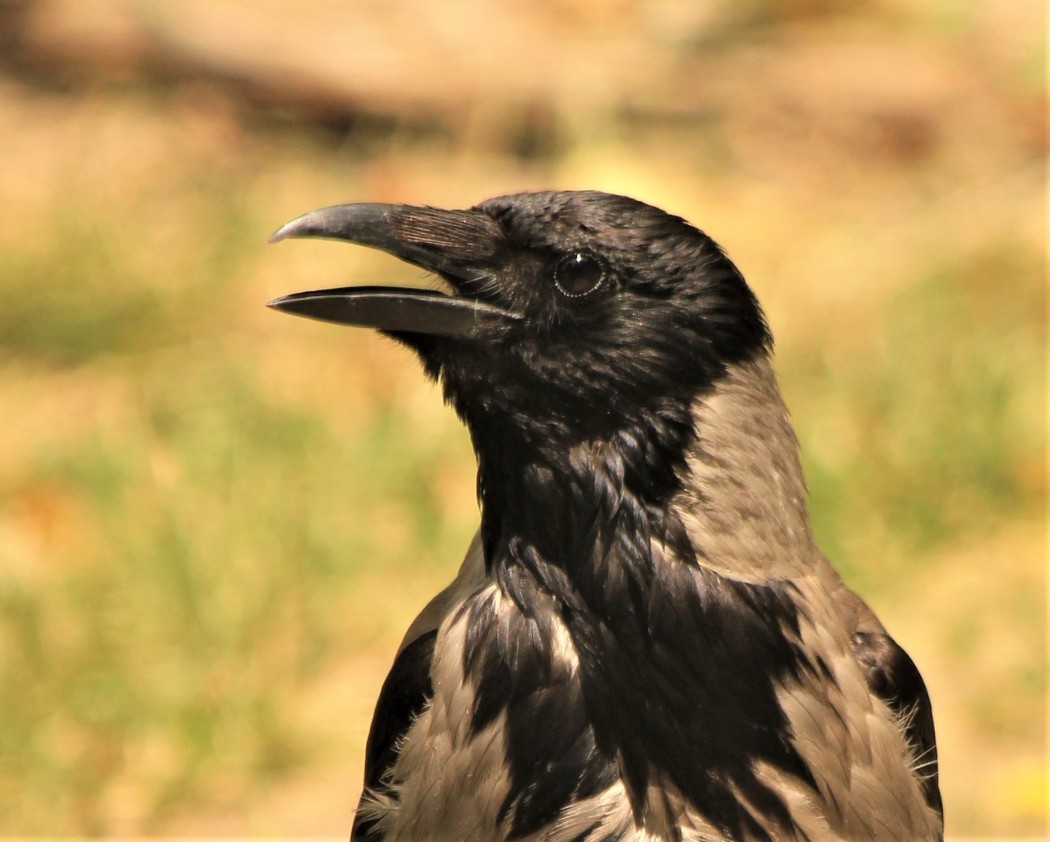 Hooded Crow