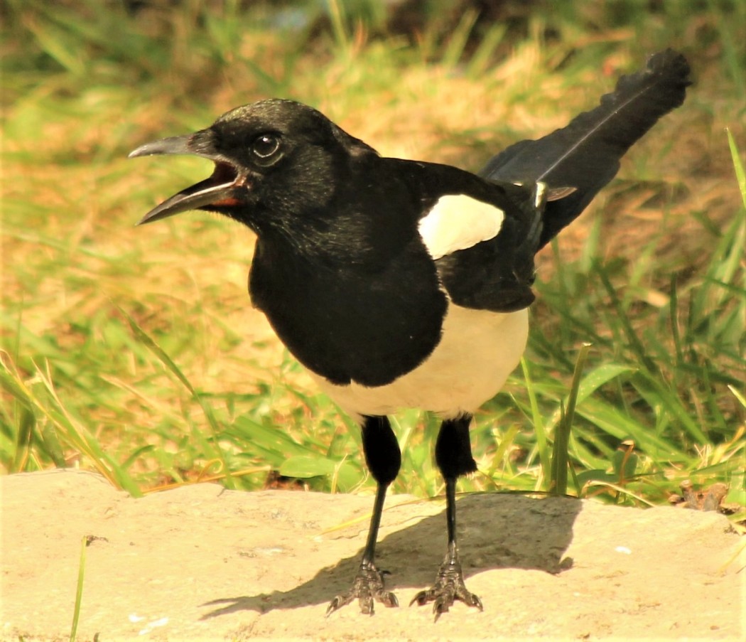 Eurasian Magpie