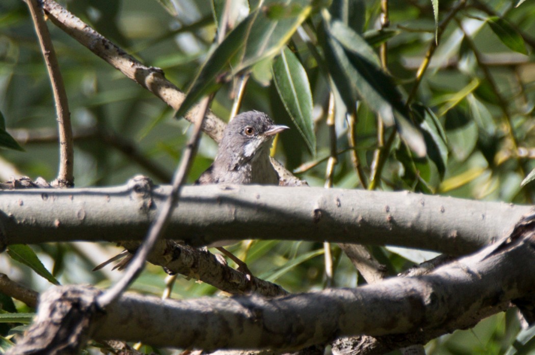 Common Whitethroat