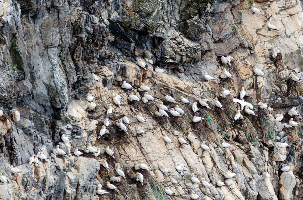 Northern Gannet