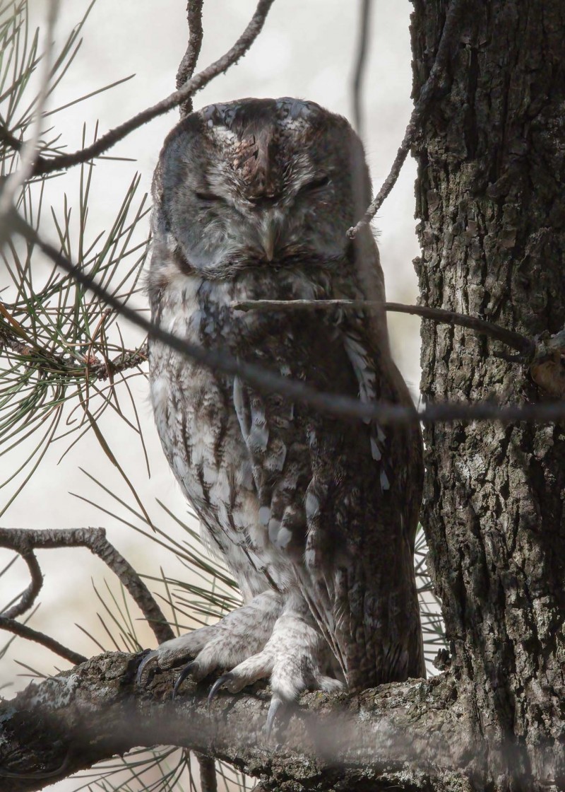 Tawny Owl