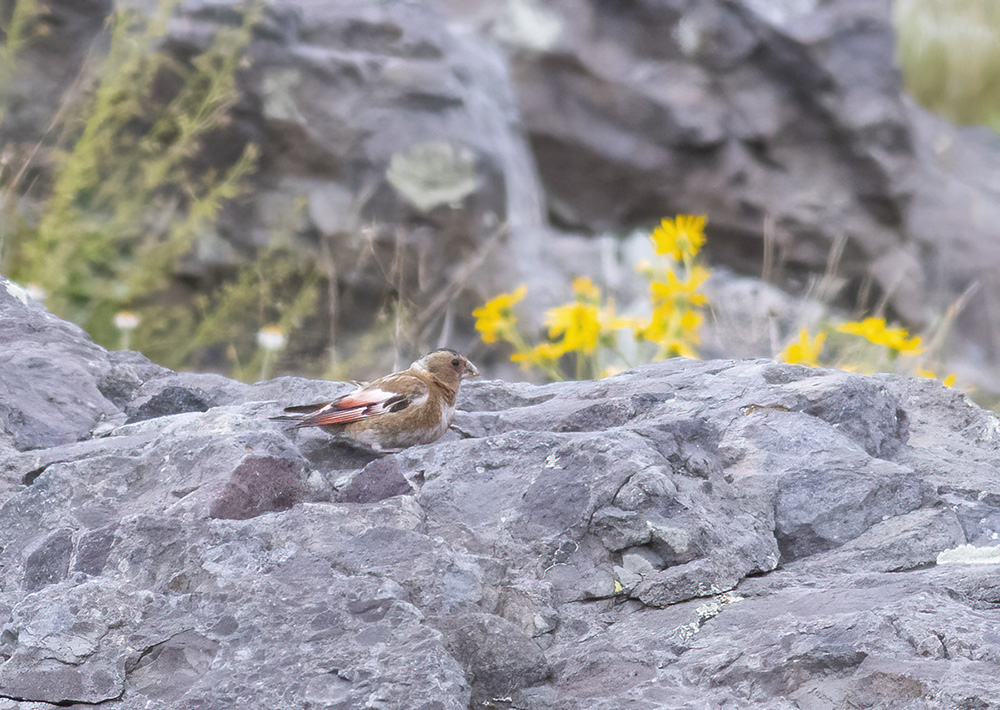 Crimson-winged Finch