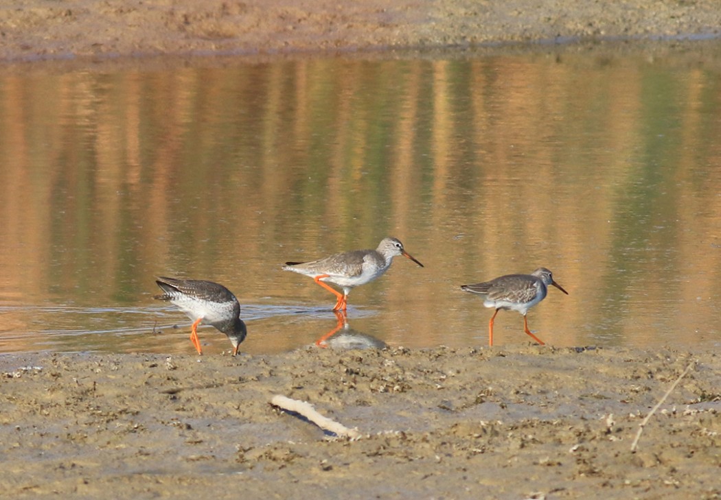 Common Redshank