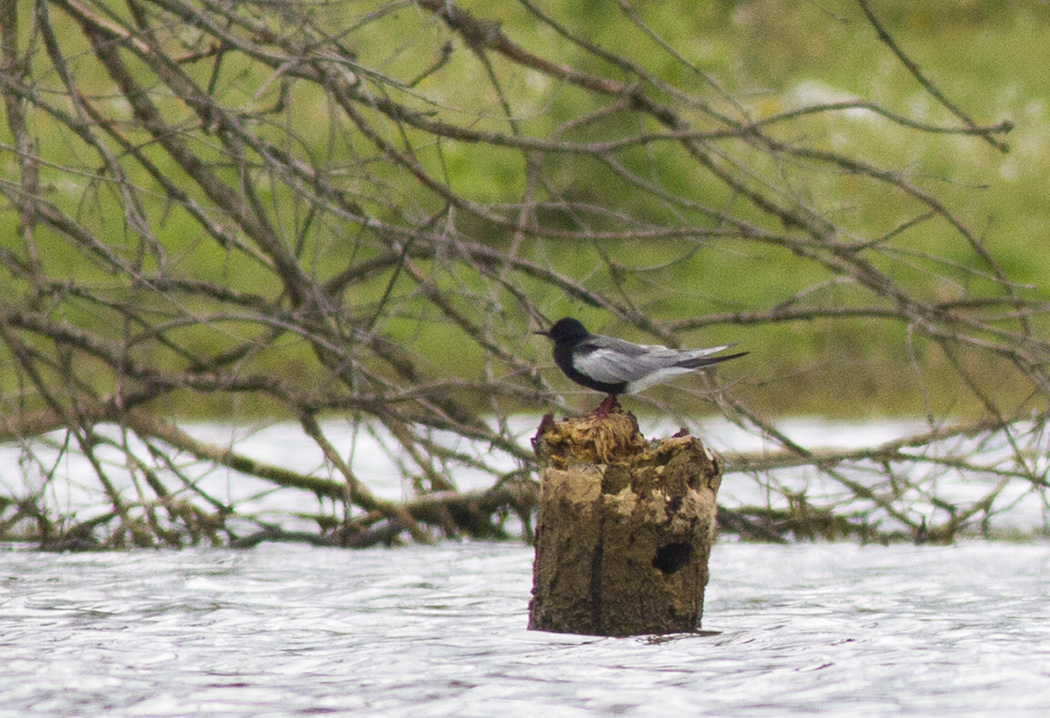 White-winged Tern