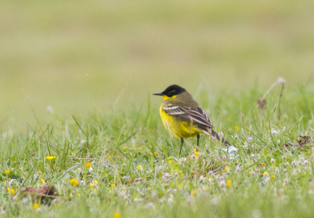 Western Yellow Wagtail