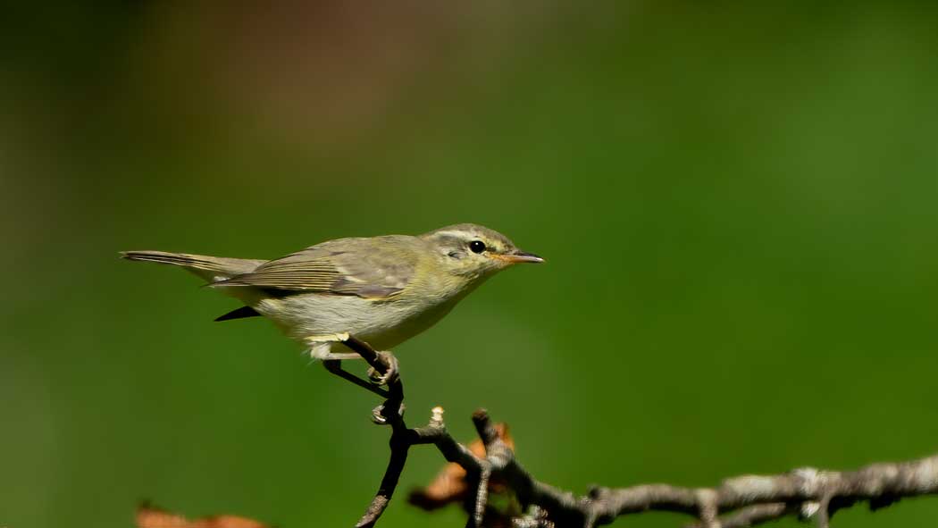 Green Warbler