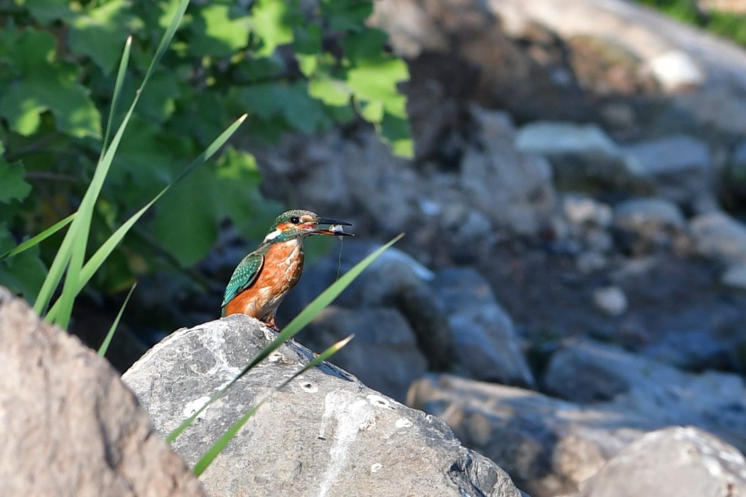 Common Kingfisher