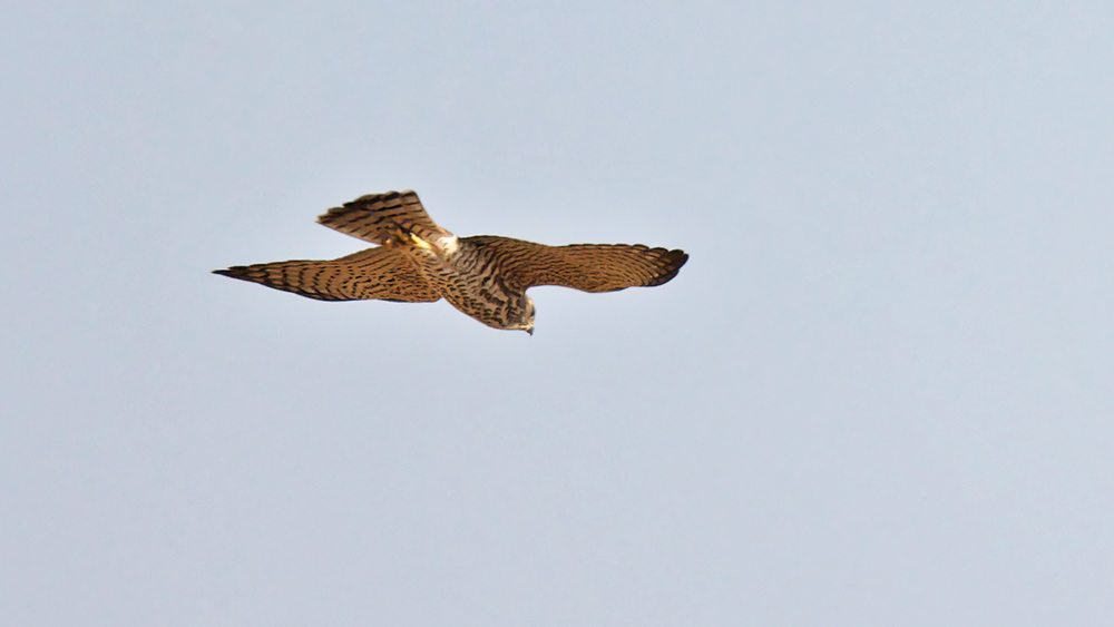 Levant Sparrowhawk
