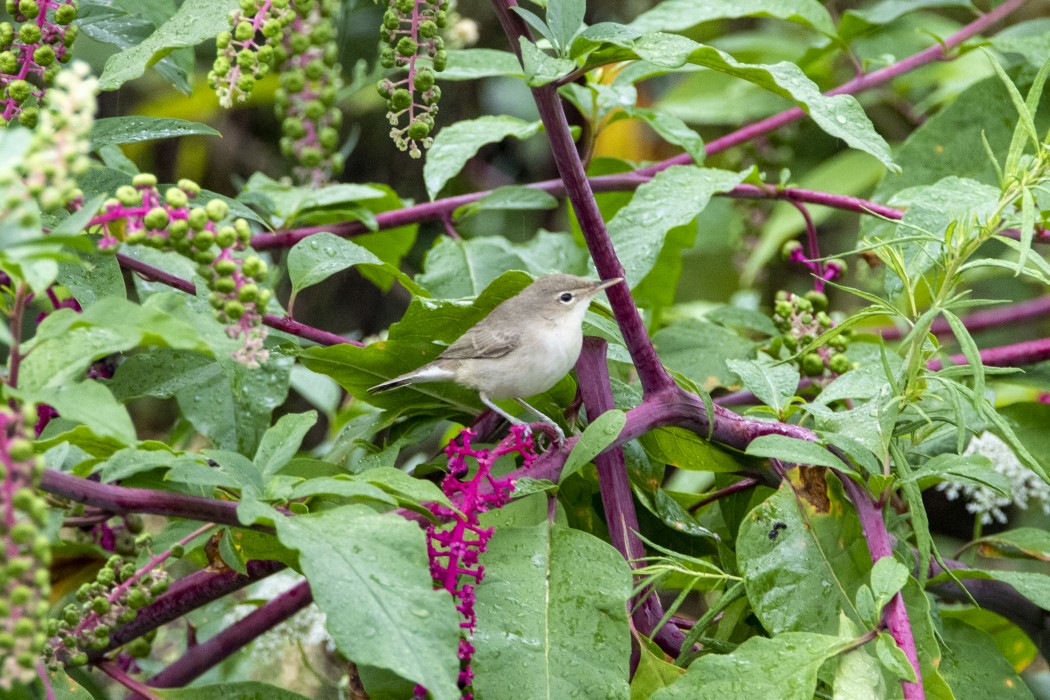Eastern Olivaceous Warbler