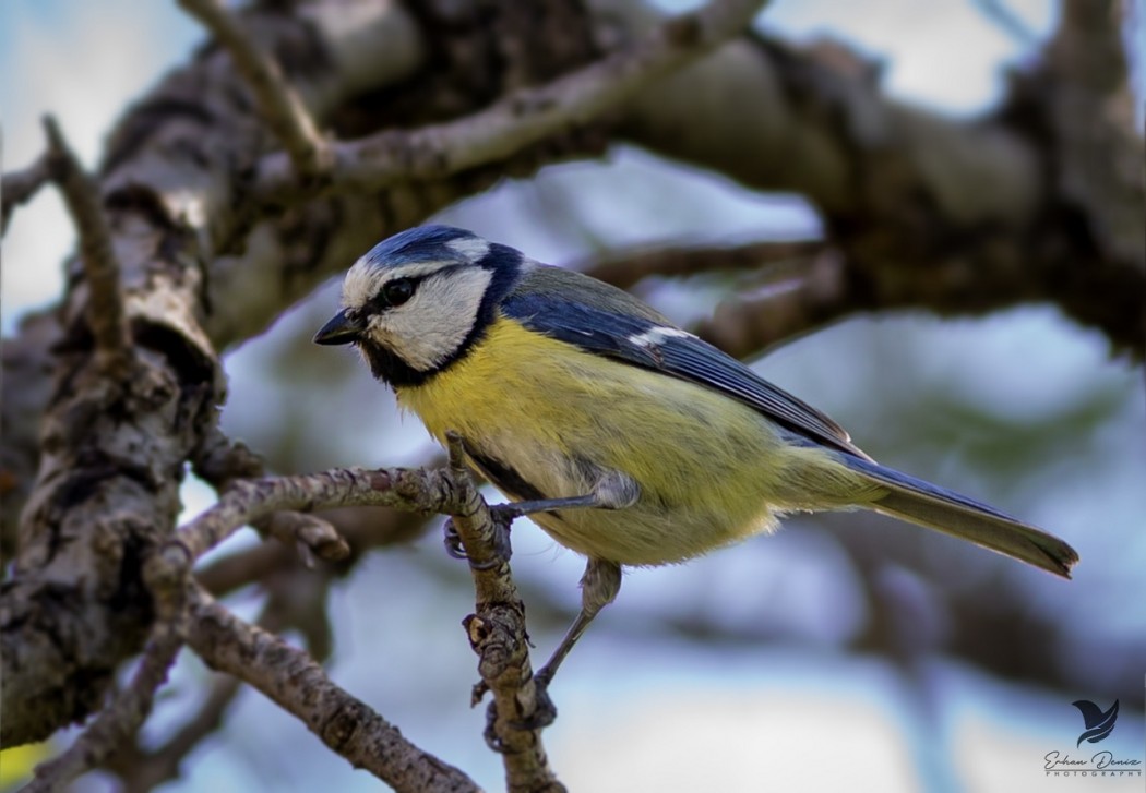 Eurasian Blue Tit