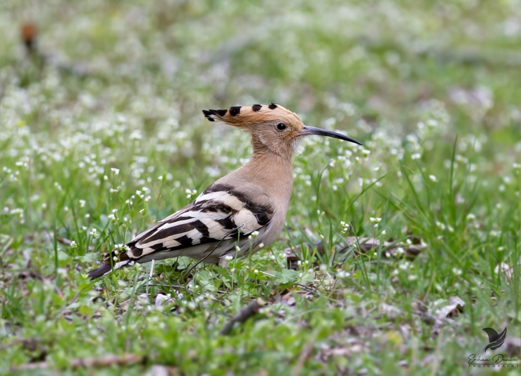 Common Hoopoe