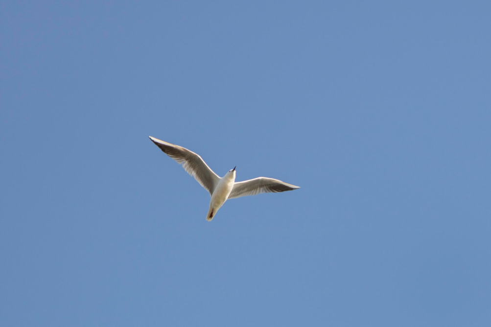 Slender-billed Gull