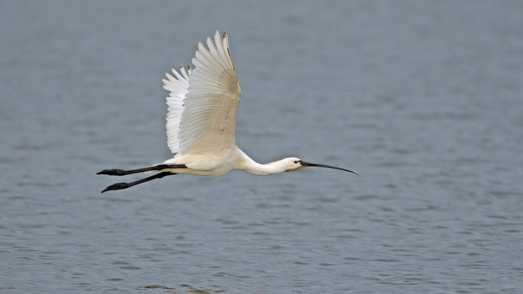 Eurasian Spoonbill