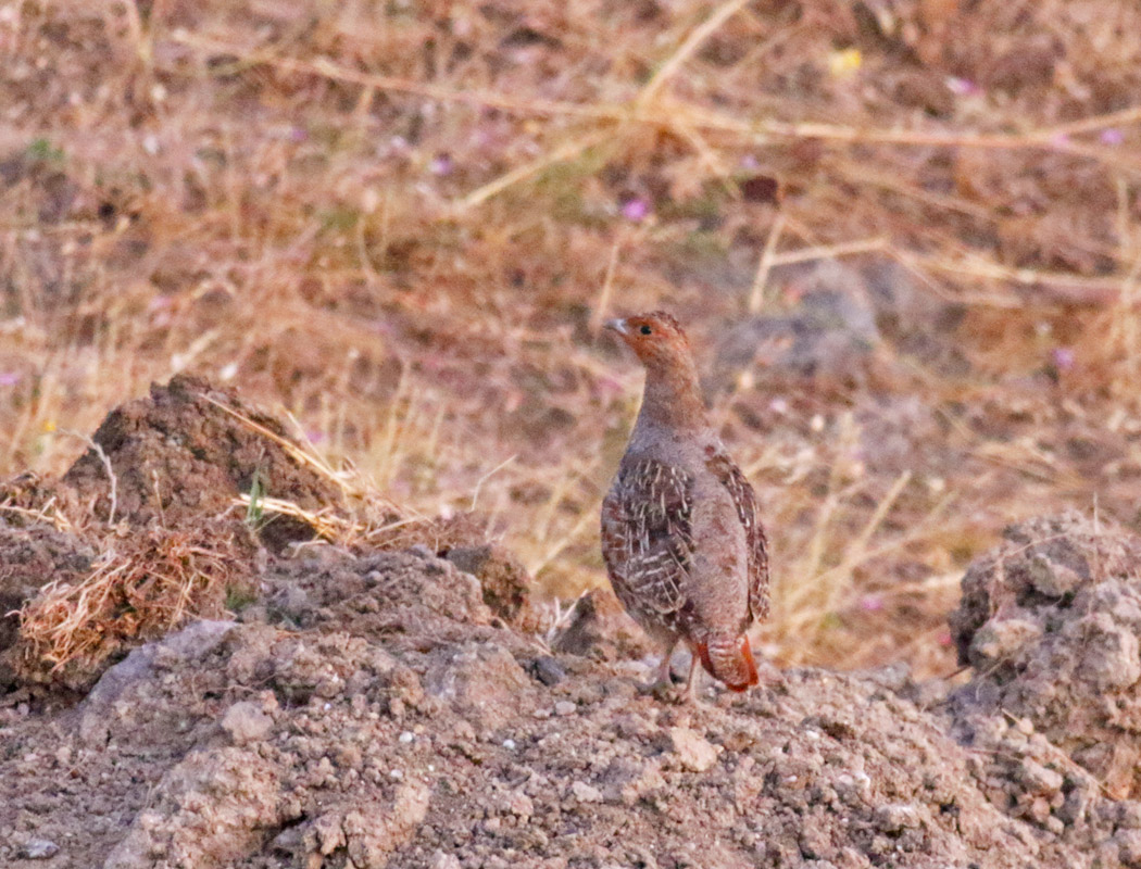 Grey Partridge
