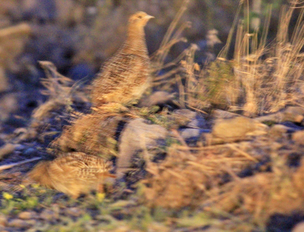 Grey Partridge