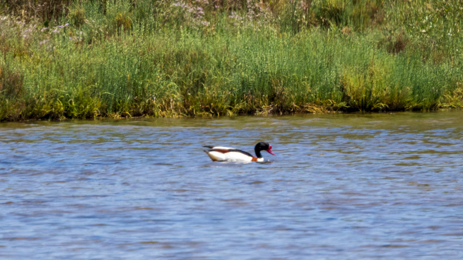 Common Shelduck