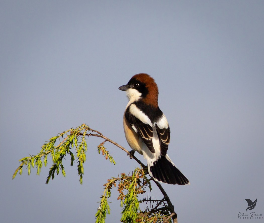 Woodchat Shrike