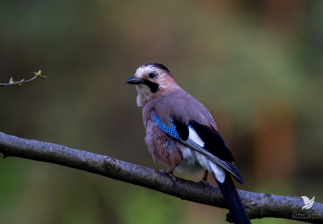 Eurasian Jay