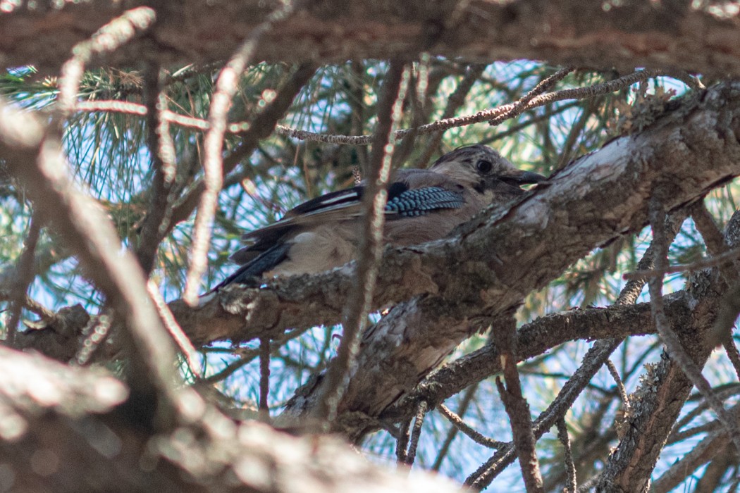 Eurasian Jay