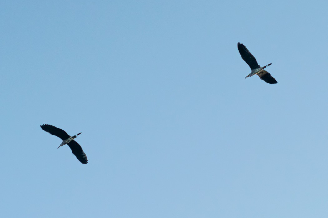 Grey Heron
