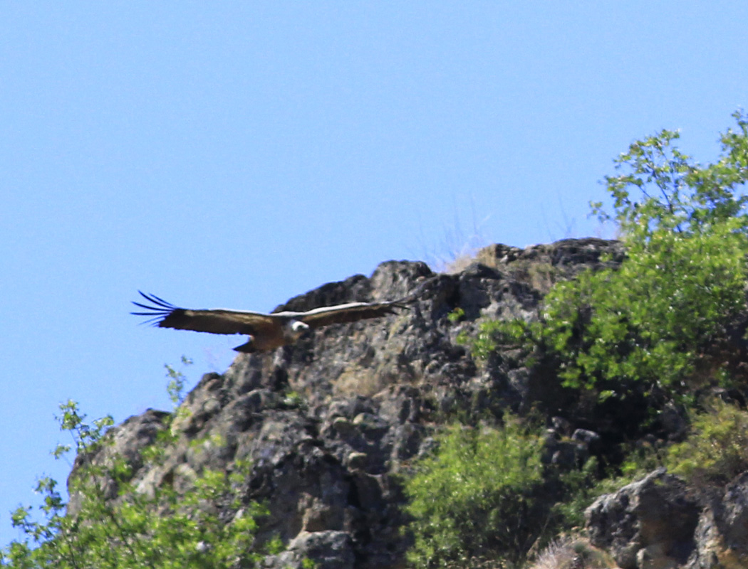 Griffon Vulture