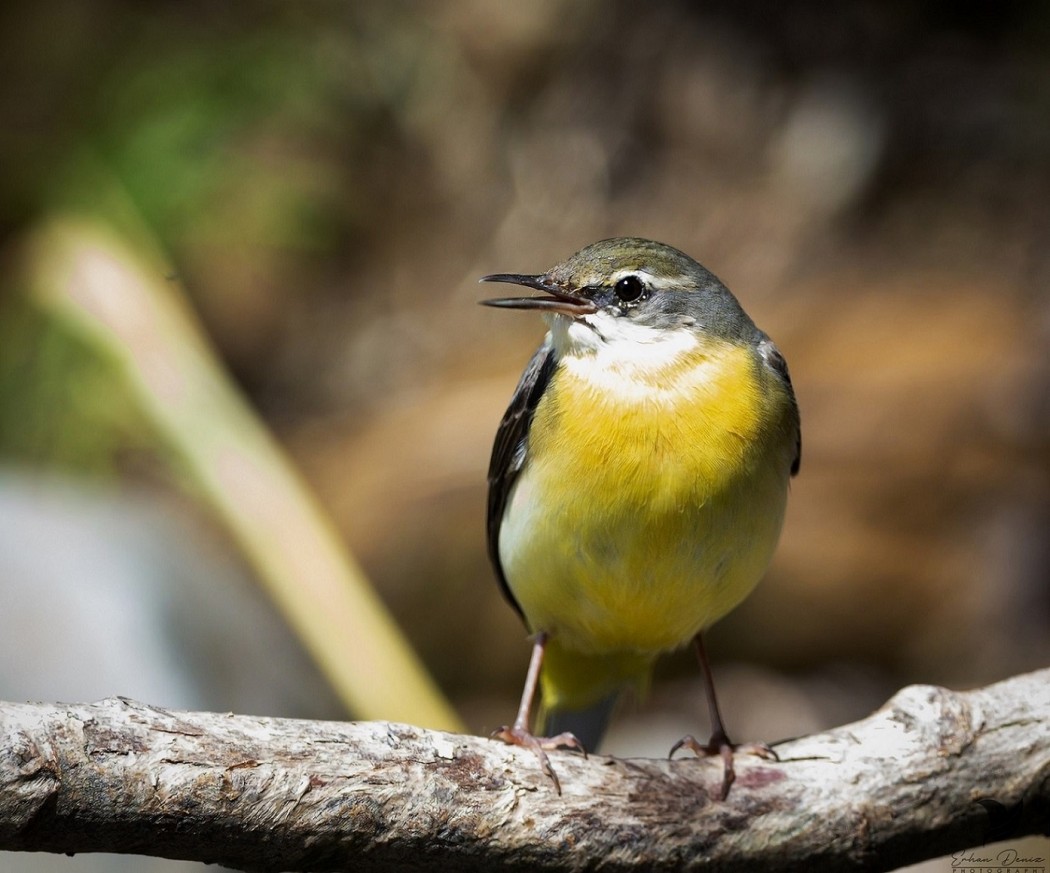 Grey Wagtail