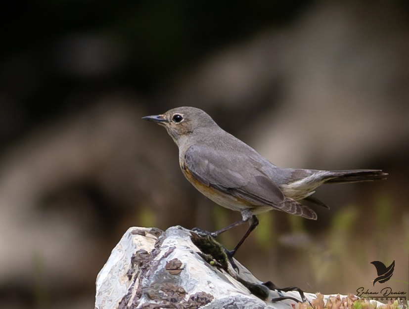 White-throated Robin