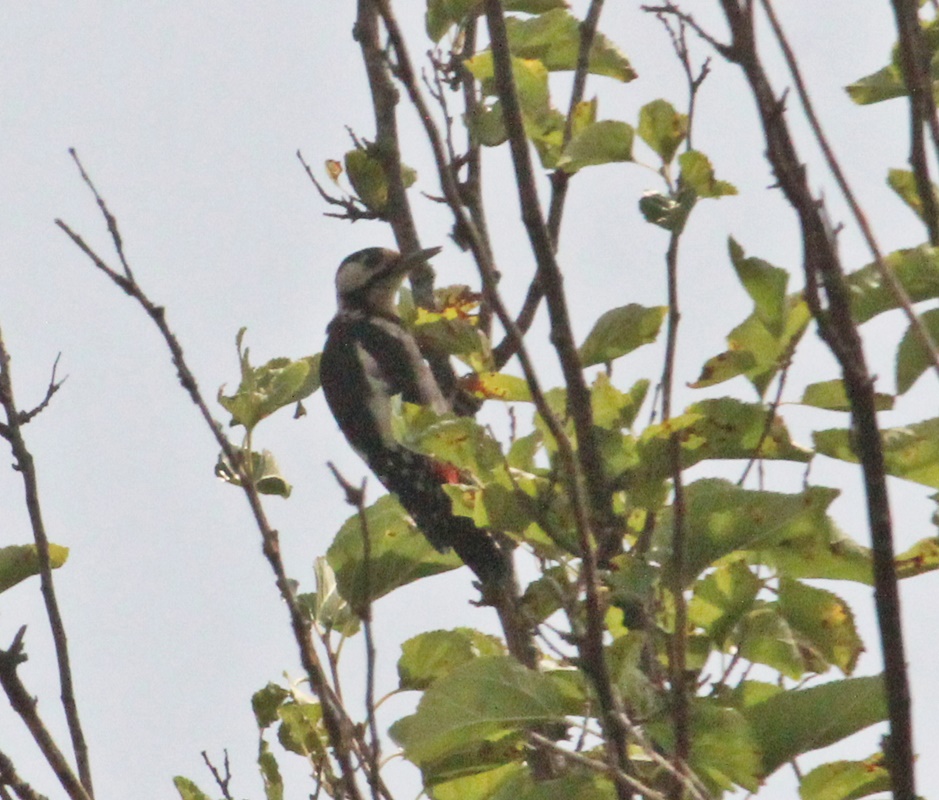 Syrian Woodpecker