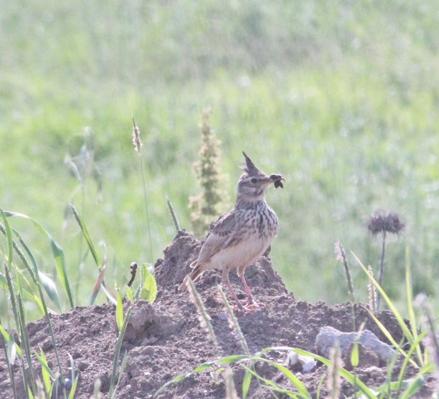 Crested Lark
