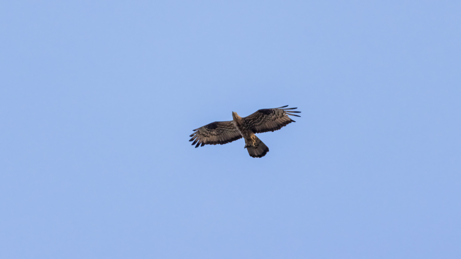 European Honey Buzzard