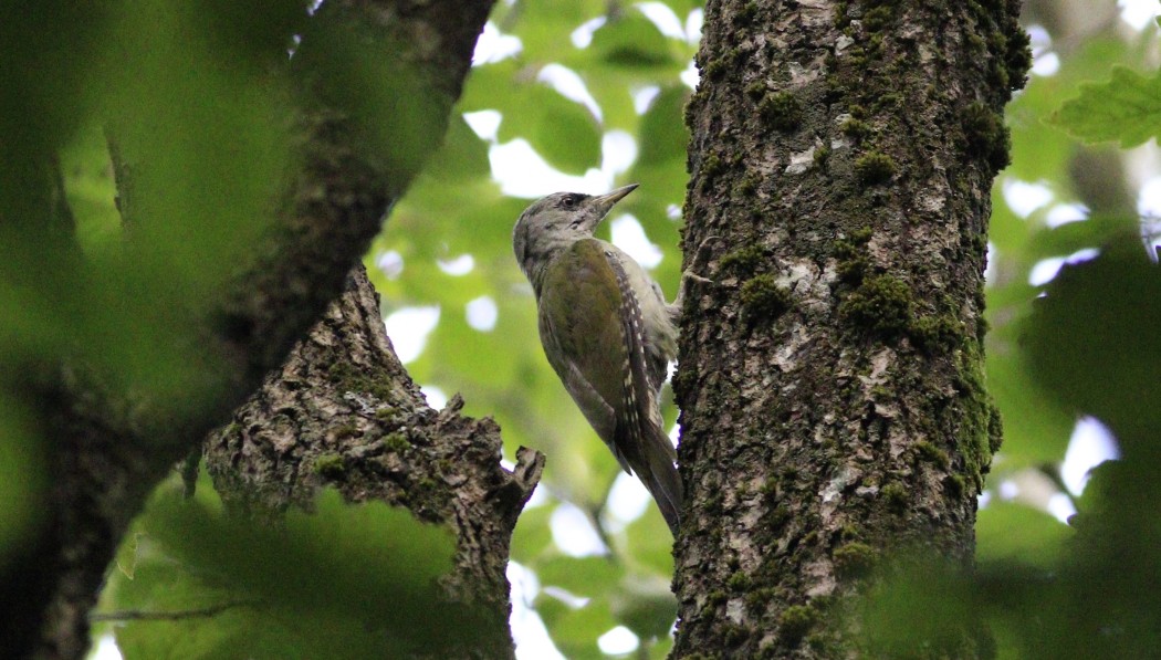 Grey-headed Woodpecker