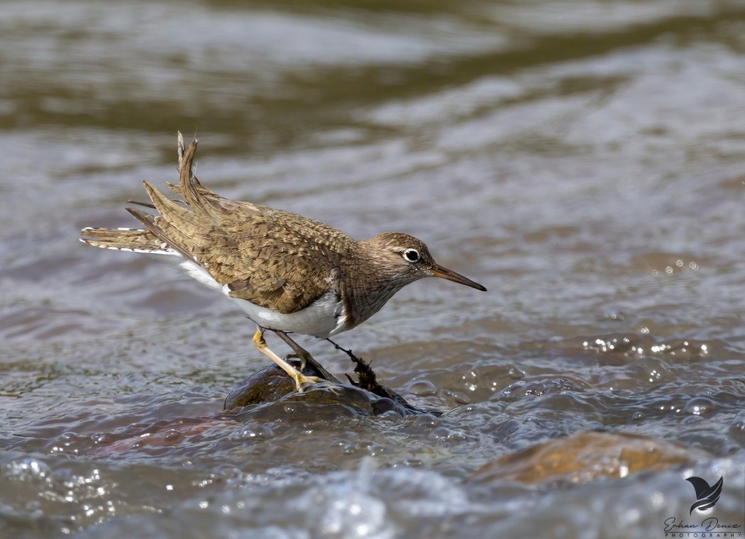 Common Sandpiper