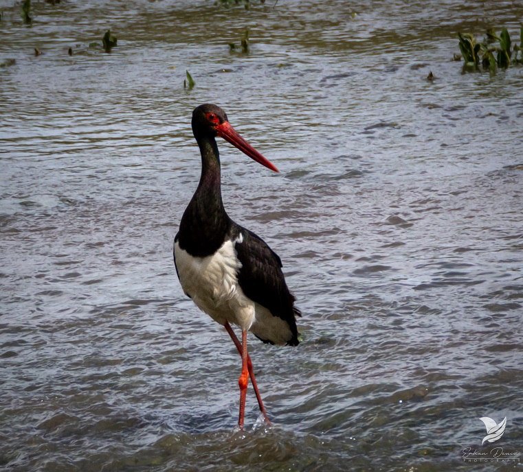 Black Stork
