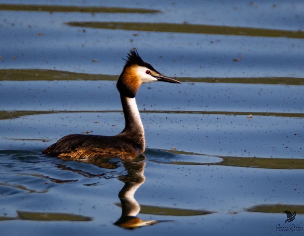 Great Crested Grebe
